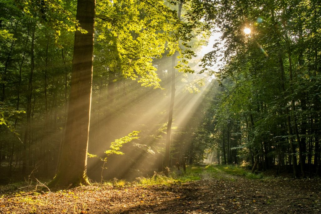 Bomen met licht door het bladerdak