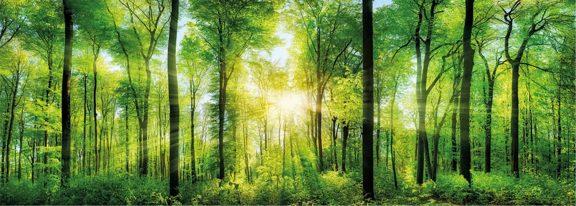 Zonlicht door een groen bos